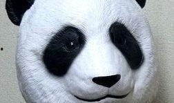 熊猫面具爆料是真的吗视频