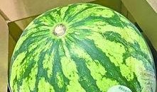 武汉吃瓜免费网站,揭秘城市美食圈的秘密花园