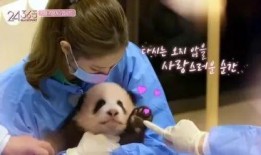 娱乐大爆料熊猫是谁啊,熊猫背后的神秘人物是谁？