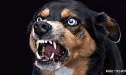 《疯狗》全集在线观看,一场疯狂与救赎的视觉盛宴