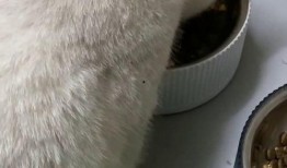 有好多爆料的猫吗视频播放,“有好多爆料的猫吗”视频背后的秘密