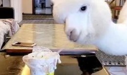 羊村吃瓜爆料是真的吗视频,视频真实性揭秘