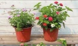 常州地产爆料事件视频最新,揭露背后惊人真相