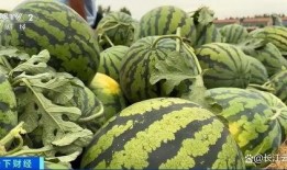 山东吃瓜事件网红,网络舆论的风暴与反思