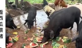 羊村吃瓜爆料是真的吗视频,视频真实性揭秘