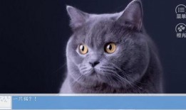 有好多爆料的猫吗视频播放,“有好多爆料的猫吗”视频背后的秘密