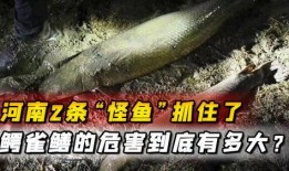 鳄雀鳝最新爆料视频,最新视频揭秘其真实面目