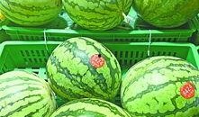 武汉吃瓜免费网站,揭秘城市美食圈的秘密花园