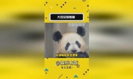 娱乐大爆料熊猫是谁啊,熊猫背后的神秘人物是谁？