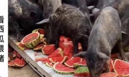 羊村吃瓜爆料是真的吗视频,视频真实性揭秘