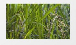 绿色大米爆料视频下载,视频爆料背后的绿色农业革命