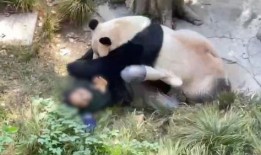 娱乐大爆料熊猫是谁啊,熊猫背后的神秘人物是谁？