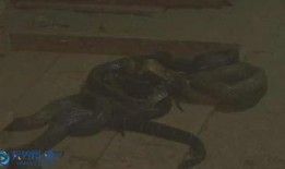 眼镜蛇女王在线观看,揭秘神秘蛇界传奇