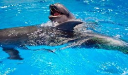 昆明海豚湾爆料事件最新,揭露背后惊人真相，动物福利争议再起