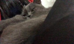 有好多爆料的猫吗视频播放,“有好多爆料的猫吗”视频背后的秘密