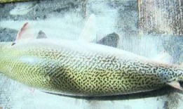 鳄雀鳝最新爆料视频,最新视频揭秘其真实面目