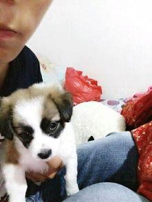 娱乐吃瓜酱宠物收养,宠物收养背后的娱乐吃瓜故事